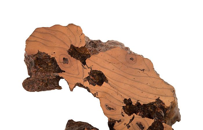 Phillips Collection Medium Burled Root Wall Art, Faux Bois Finish-Day Dreamer Decor